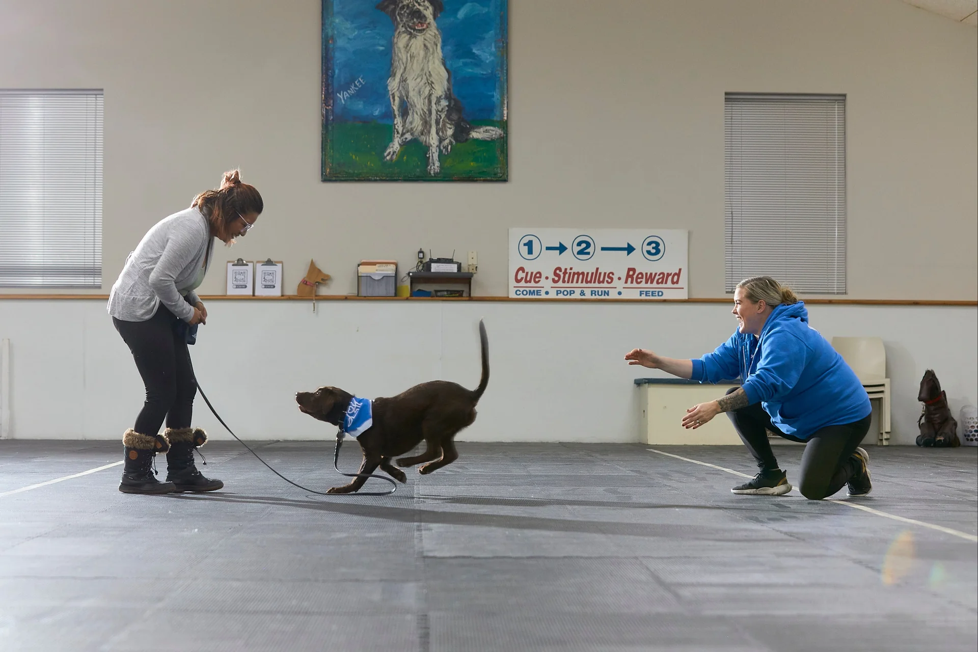 Elite Training for Every Dog